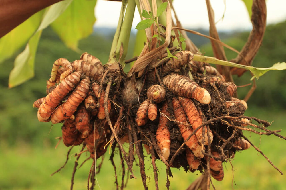 Turmeric Ginger