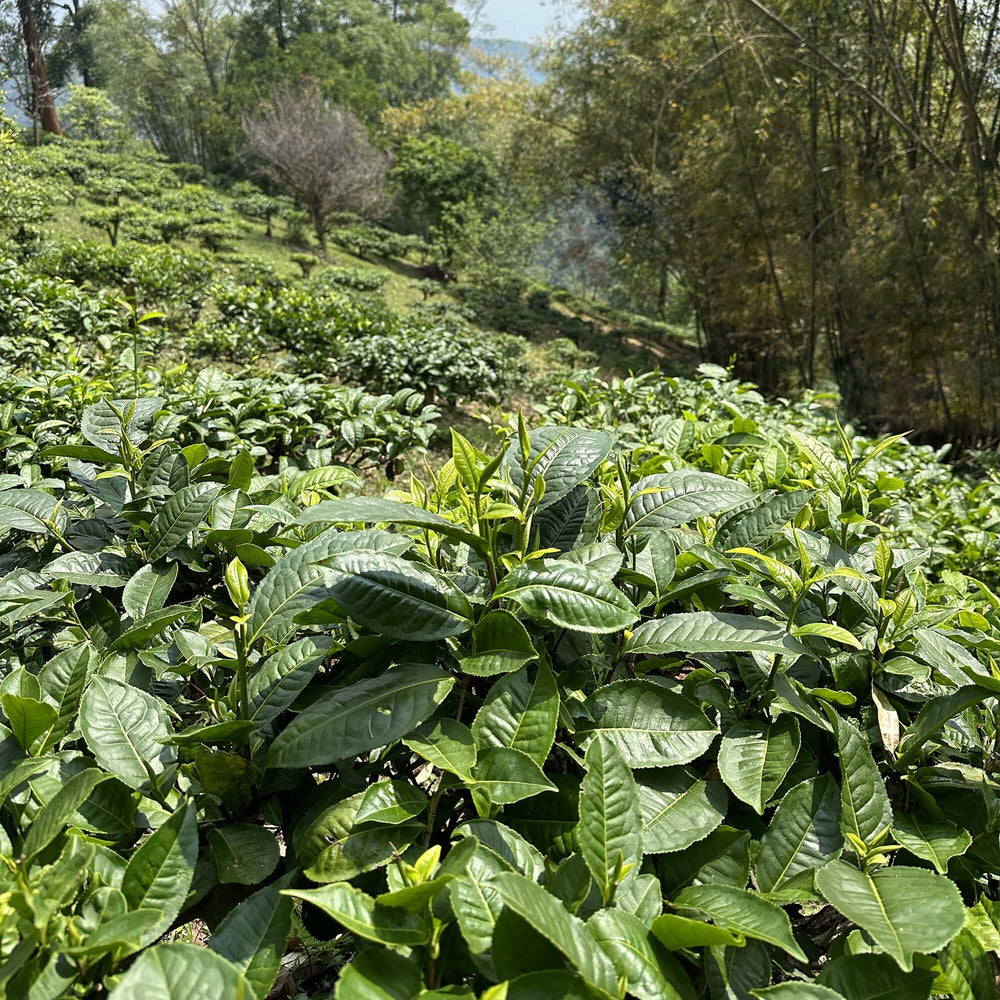 Earl Grey