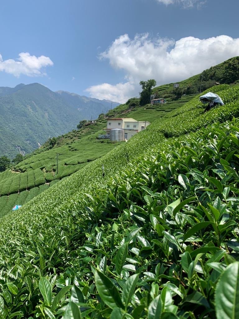 Taiwan Flight of Tea Bundle hover image