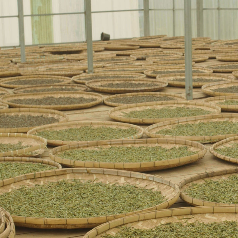 Laos Sheng Pu’er Tea Cake Vintage 2022 hover image