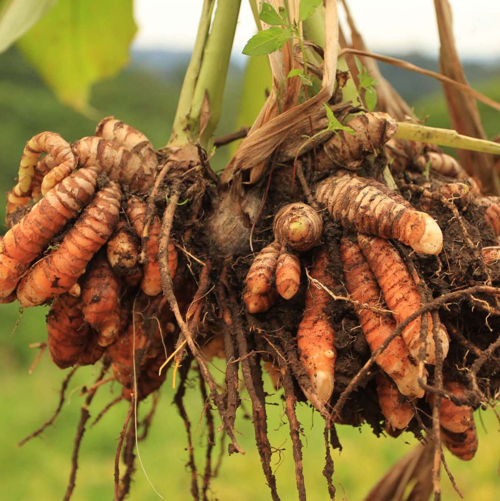 Turmeric Ginger
