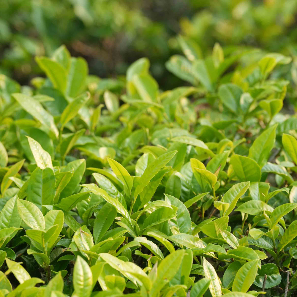 Rose Hawthorn Pu’er
