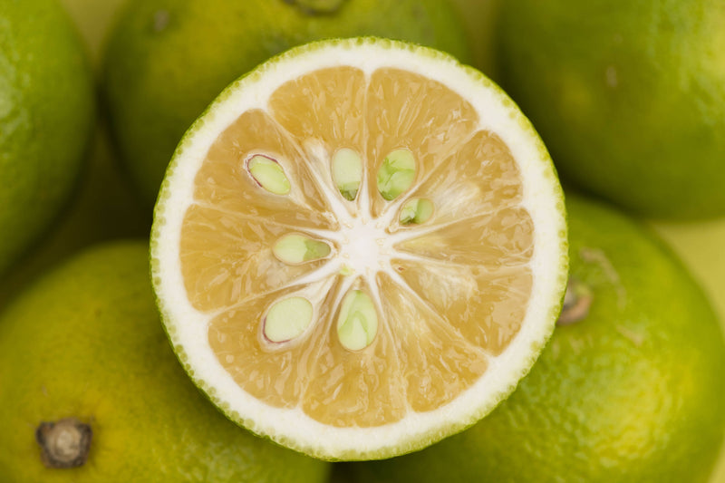 Yuzu Citrus